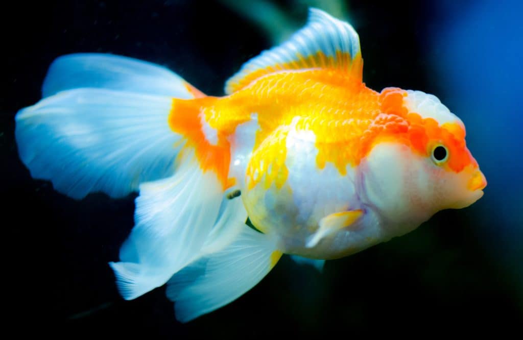 orange-and-white-goldfish