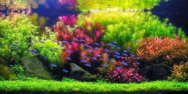 Acuario-Plantado-Holandes