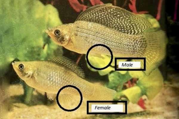 Diferencia macho y hembra pez molly