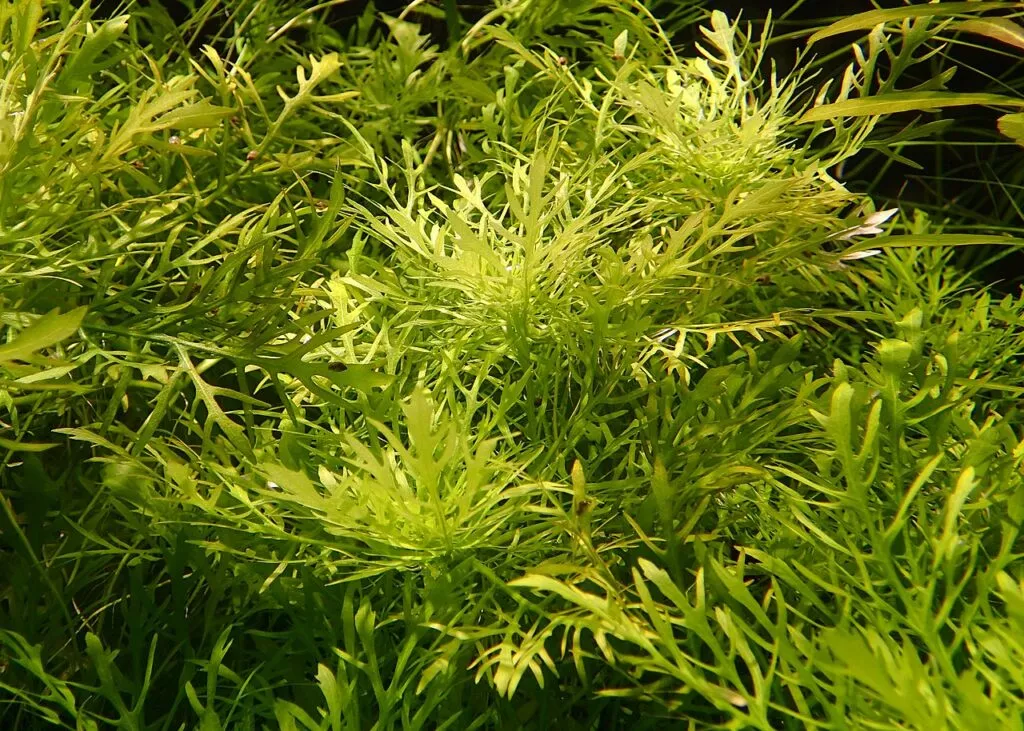 Hygrophila difformis o glicina de agua