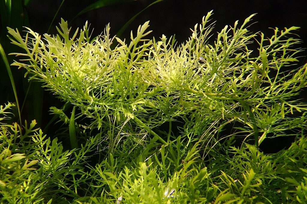 Glicina de agua o Hygrophila difformis