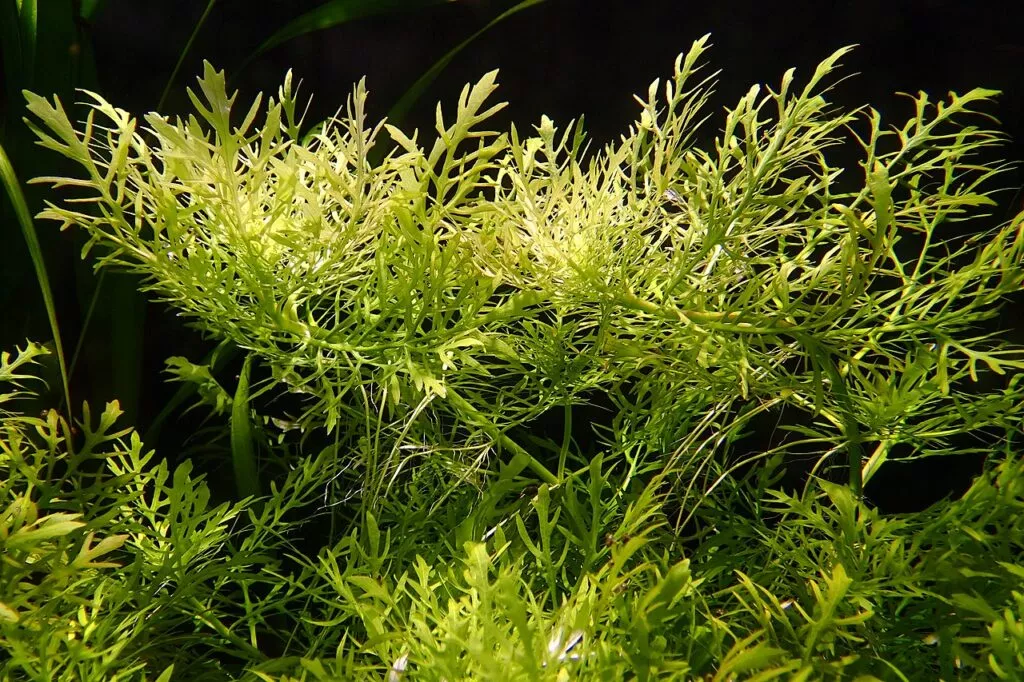 Glicina de agua o Hygrophila difformis