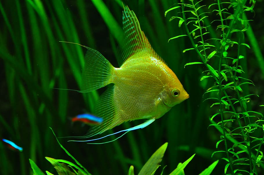 pez escalar o pez ángel amarillo
